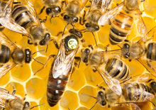 Buckfast Bienenkönigin