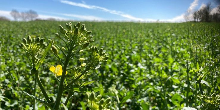 Rapsfeld in erster Blüte